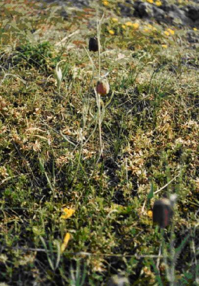 Fritillaria tenella / Fritillaria minore